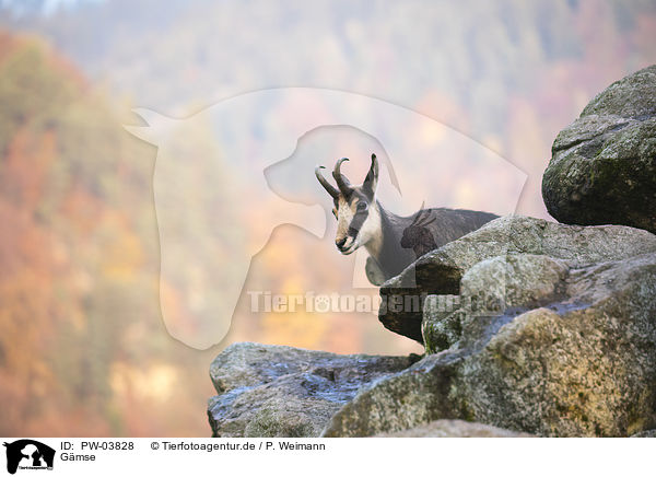 Gmse / chamois / PW-03828