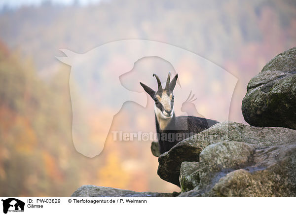 Gmse / chamois / PW-03829