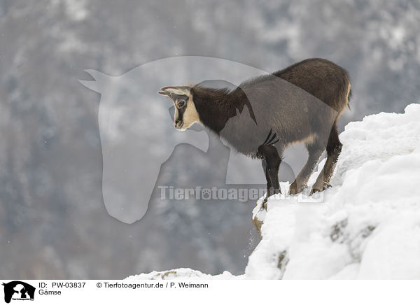 Gmse / chamois / PW-03837