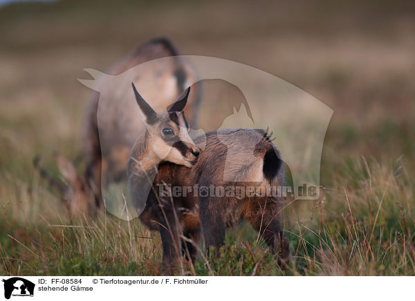 stehende Gmse / standing Chamois / FF-08584