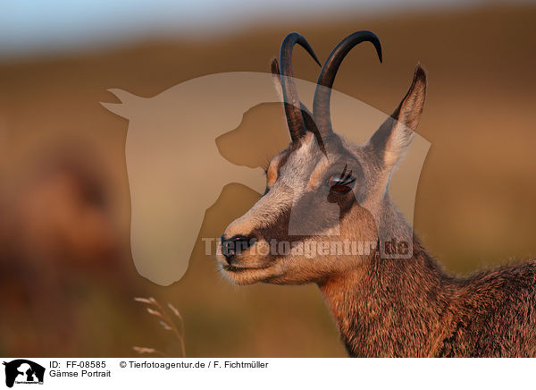Gmse Portrait / Chamois portrait / FF-08585