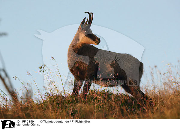 stehende Gmse / standing Chamois / FF-08591