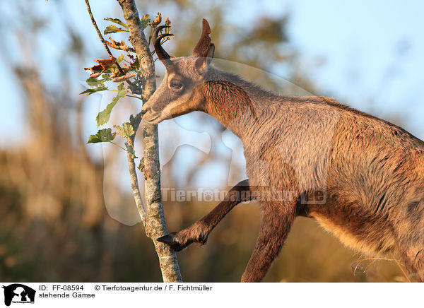 stehende Gmse / standing Chamois / FF-08594