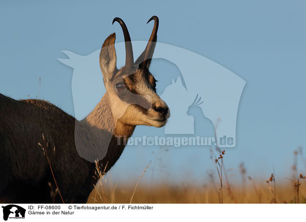 Gmse in der Natur / Chamois in natur / FF-08600