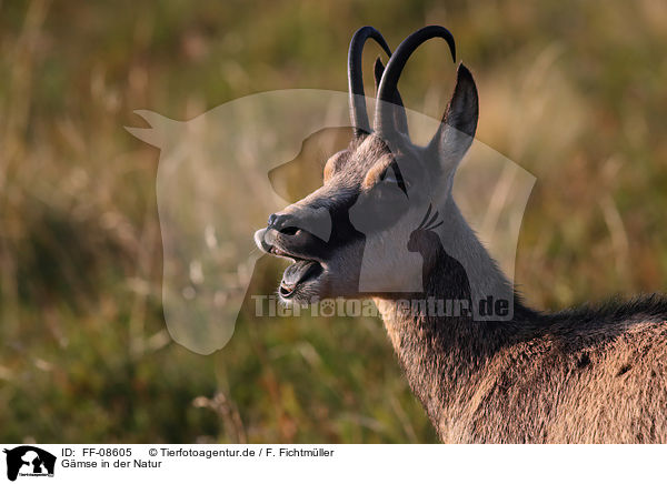 Gmse in der Natur / Chamois in natur / FF-08605