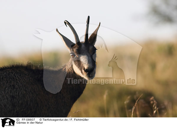 Gmse in der Natur / Chamois in the nature / FF-08607