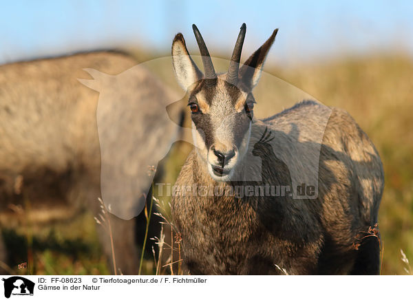 Gmse in der Natur / Chamois in natur / FF-08623