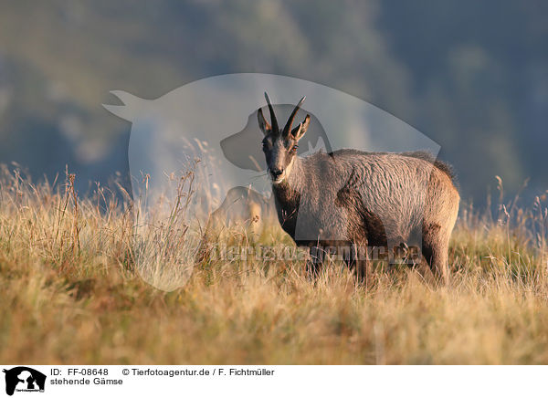 stehende Gmse / standing Chamois / FF-08648