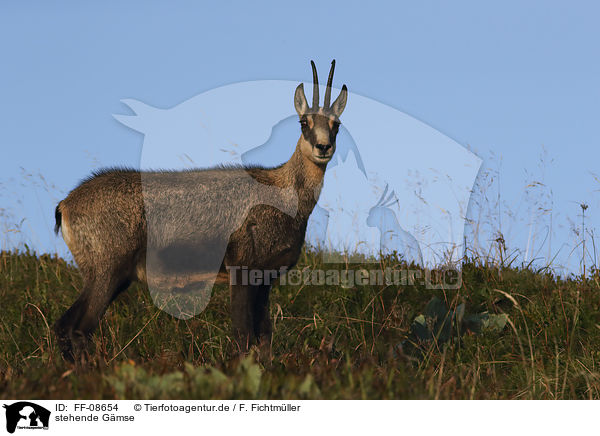 stehende G�mse / standing Chamois / FF-08654