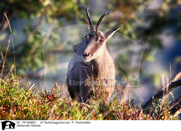 stehende Gmse / standing Chamois / FF-08663