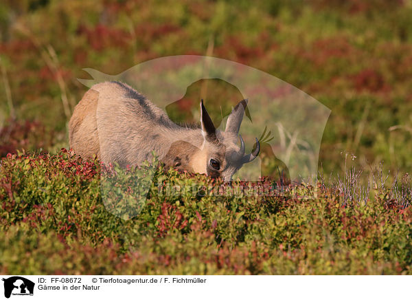 Gmse in der Natur / Chamois in nature / FF-08672