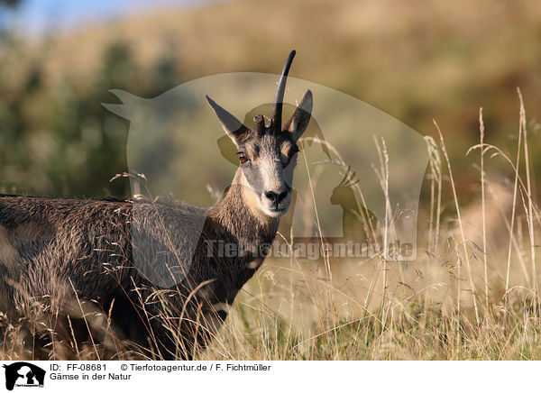 Gmse in der Natur / Chamois in nature / FF-08681