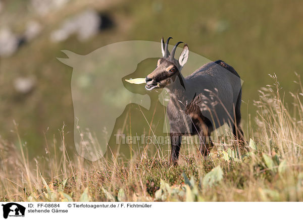 stehende Gmse / standing Chamois / FF-08684