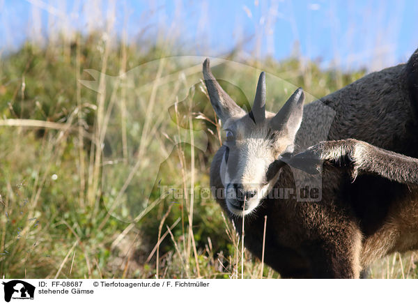 stehende Gmse / standing Chamois / FF-08687
