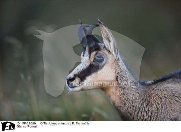 Gmse Portrait / Chamois portrait / FF-08689