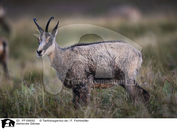 stehende Gmse / standing Chamois / FF-08692