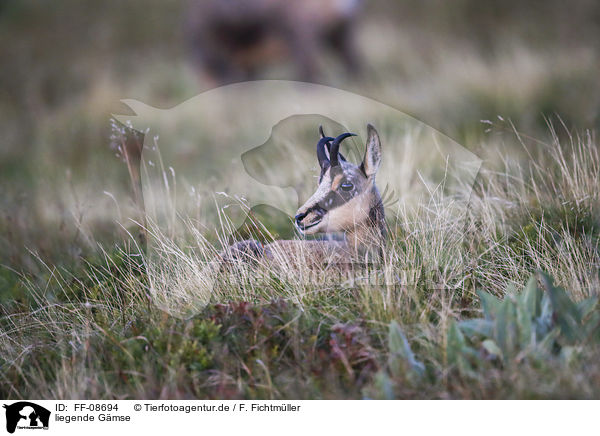 liegende G�mse / lying Chamois / FF-08694