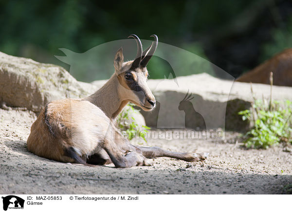 Gmse / Chamois / MAZ-05853