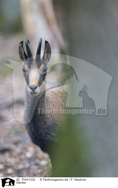 G�mse / Chamois / FH-01332