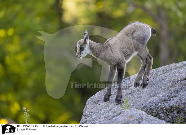 junge Gmse / young Chamois / PW-08915