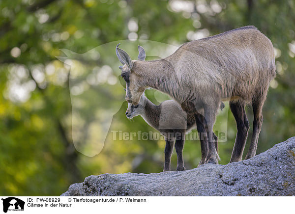 Gmse in der Natur / Chamois in natur / PW-08929