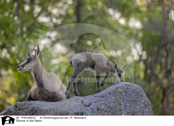 Gmse in der Natur / PW-08933