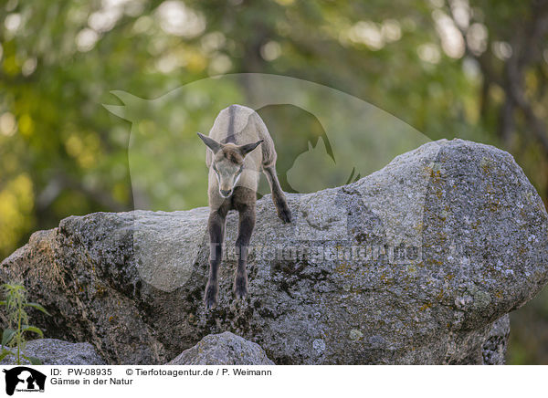 Gmse in der Natur / Chamoi in natur / PW-08935