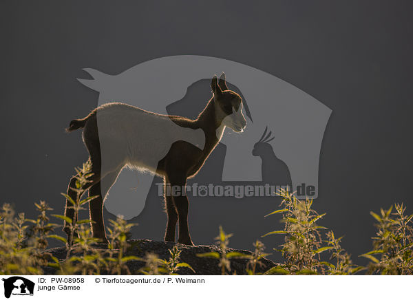 junge Gmse / young Chamois / PW-08958