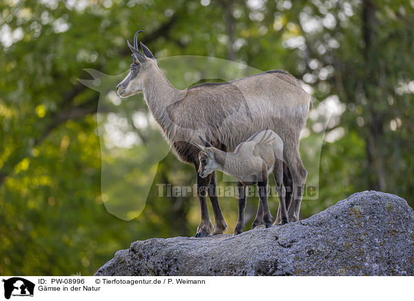 Gmse in der Natur / Chamois in natur / PW-08996
