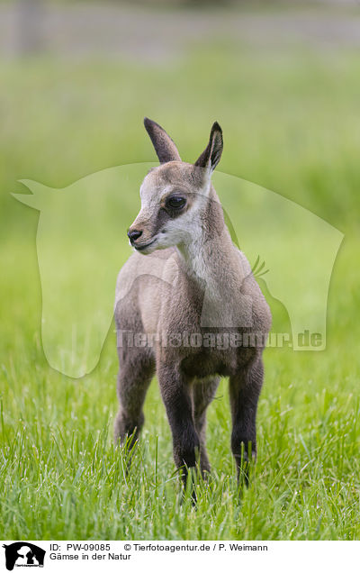 Gmse in der Natur / Chamois in natur / PW-09085