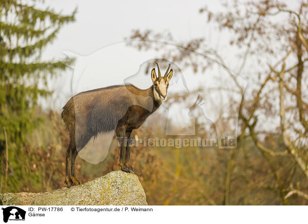 Gmse / chamois / PW-17786