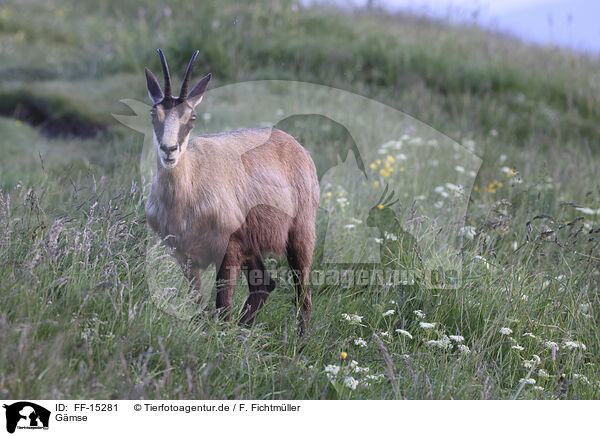 Gmse / chamois / FF-15281