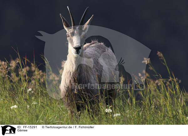 Gmse / chamois / FF-15291