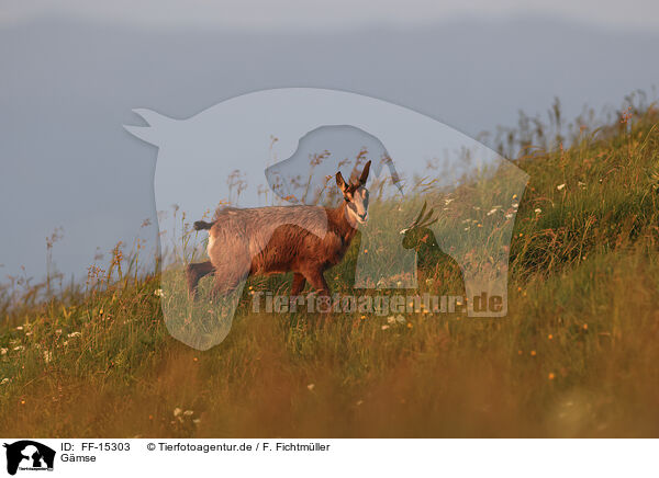 Gmse / chamois / FF-15303