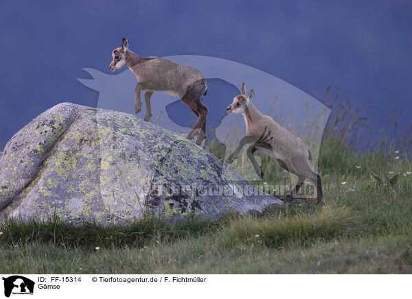 Gmse / chamois / FF-15314