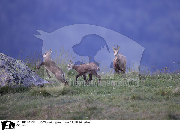 Gmse / chamois / FF-15321