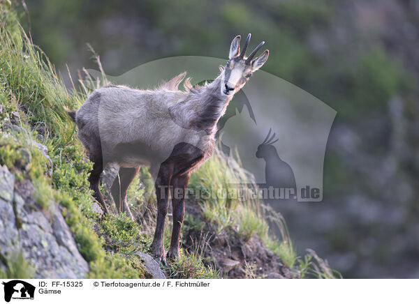 Gmse / chamois / FF-15325