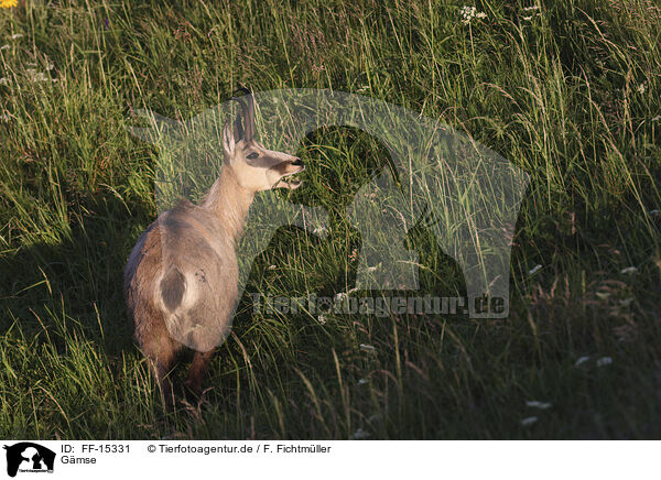 Gmse / chamois / FF-15331