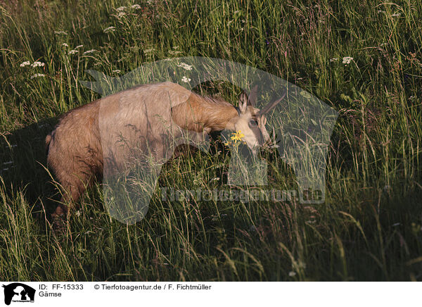 Gmse / chamois / FF-15333