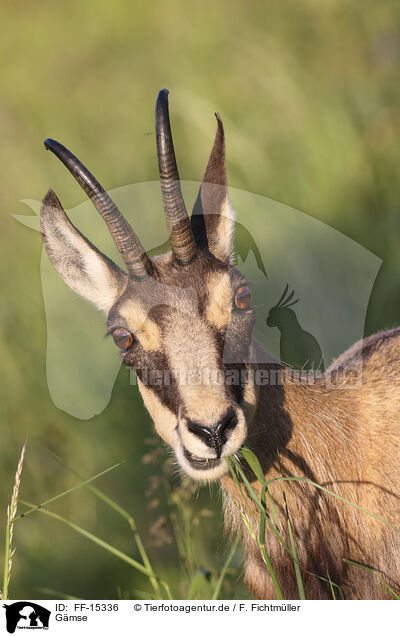 Gmse / chamois / FF-15336