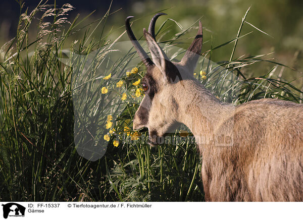 Gmse / chamois / FF-15337