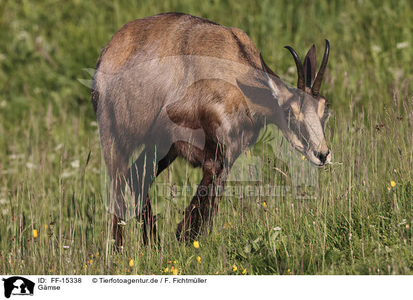 Gmse / chamois / FF-15338