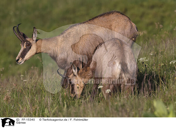 Gmse / chamois / FF-15340