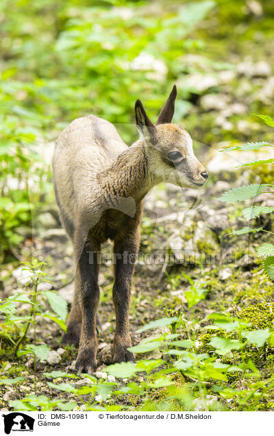 Gmse / Chamois / DMS-10981