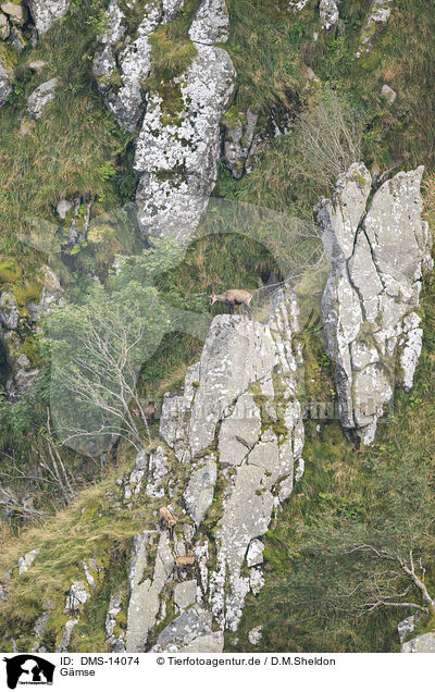 Gmse / chamois / DMS-14074