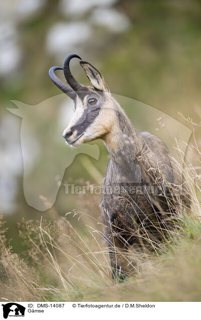 Gmse / chamois / DMS-14087