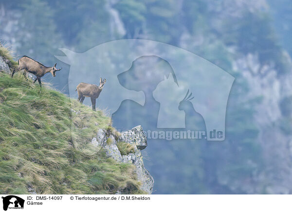 Gmse / chamois / DMS-14097