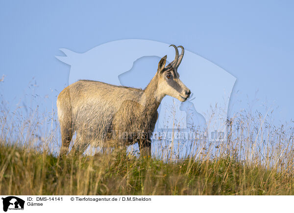 Gmse / chamois / DMS-14141
