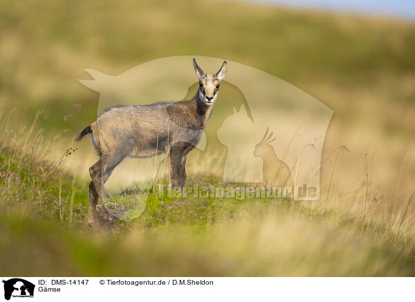 Gmse / chamois / DMS-14147
