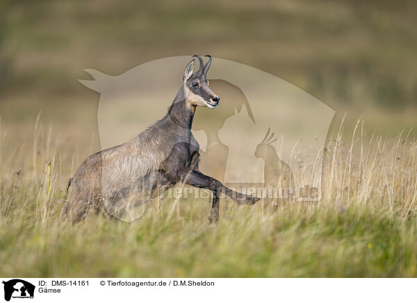 Gmse / chamois / DMS-14161